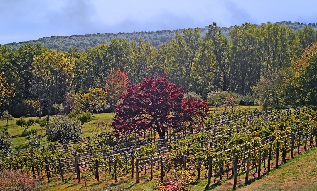 Rolling vineyard hills in Loudoun County